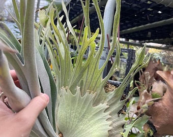 P. Veitchii Aurburn  pup　板付け P. Veitchii Aurburn river pup 板付け - メルカリ