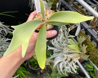 P. Willinckii yellow moon spore x(willinckii x Pewchan)spore