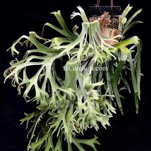 Platycerium S S foong