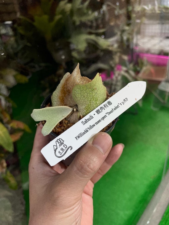 P. Willinckii Yellow Moon Spore “dwarf Select” #31 - Etsy