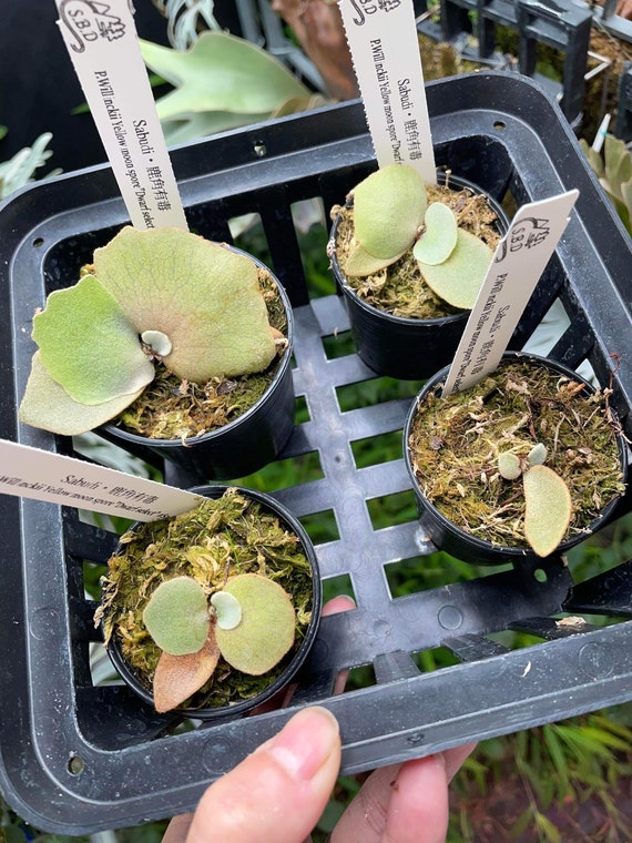 Platycerium Willinckii Yellow Moon Spore”dwarf Select “#S2 Platycerium Willinckii Yellow Moon Spore”dwarf Select “#S2