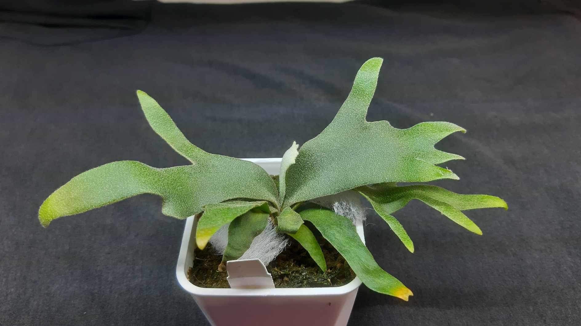 Platycerium Willinckii Jade Girl Spore - Etsy