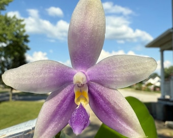 Platycerium Willinckii Moonlight Pup - Etsy