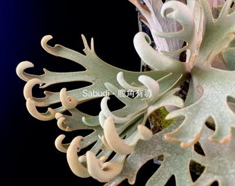 Platycerium Jenny, TC - Etsy