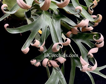 P. Foong Siqi (original) / フーンシキ