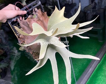 Platycerium Willinckii 