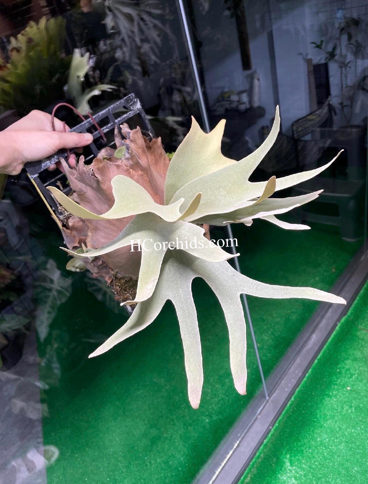 Platycerium Willinckii Dwarf - Etsy