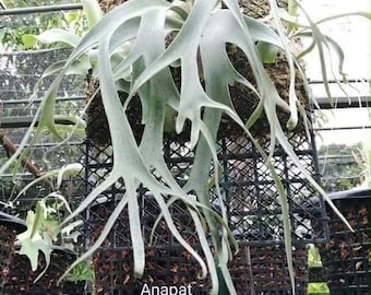 Platycerium Willinckii Jewel Sporeling - Etsy