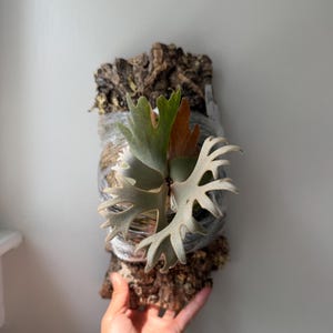 Platycerium Willinckii Jenny - Etsy