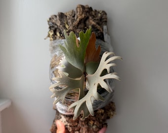 Platycerium Jenny, TC - Etsy