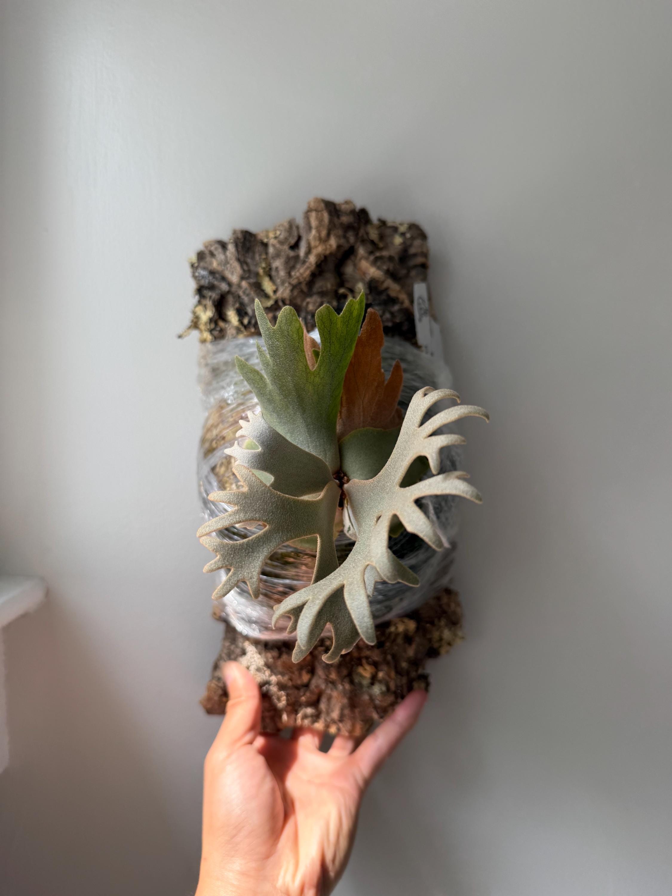 Platycerium Willinckii Jenny - Etsy