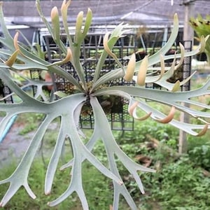 AKIMU様！メルカリ便！P.ridleyi dwarf silver 240 Platycerium Ridleyi Dwarf Plant | Rare, Collectible – HCorchids