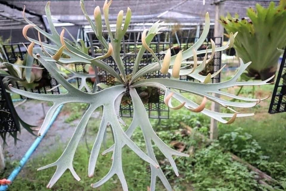 Platycerium Willinckii Dwarf - Etsy