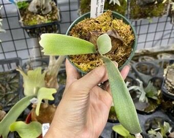 Platycerium Willinckii Moonlight Pup - Etsy Platycerium Willinckii Moonlight Pup - Etsy