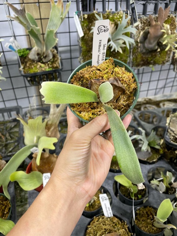 Platycerium Willinckii Moonlight Pup - Etsy