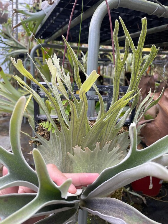 期間限定】P.veitchii 'Auburn River' oc/ビカクシダ 【公式通販】