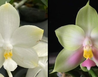 Phal. (Yaphon Image x Yungho Gelblitz) x bellina pink #5 fragrant