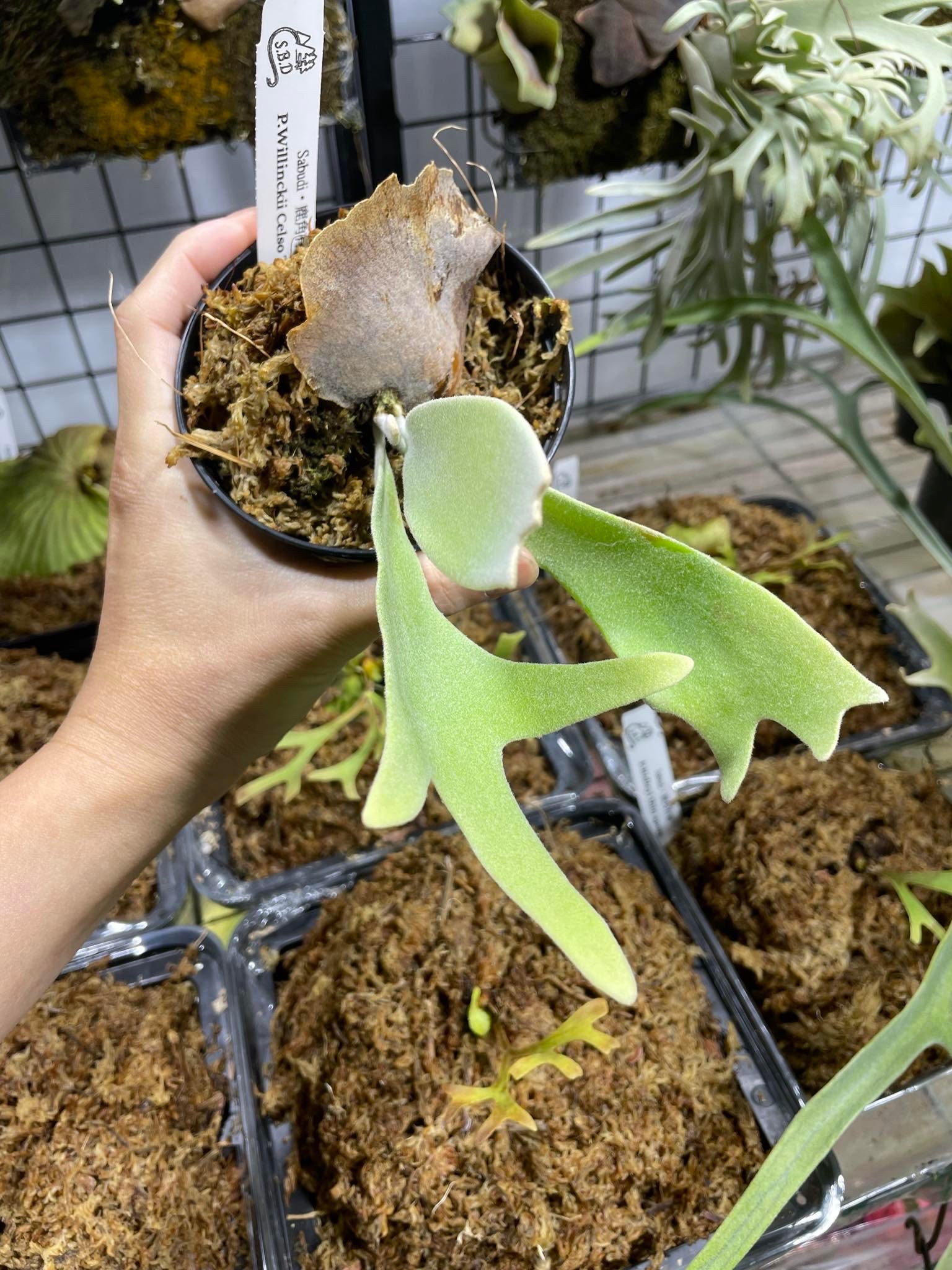 P. Willinckii Celso Tatsuta 【110】ウィリンキー セルソ P. Willinckii Celso Tatsuta 【110】ウィリンキー セルソ