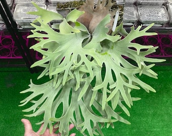 Platycerium Willinckii Yellow Moon Spore”dwarf Select “#S2