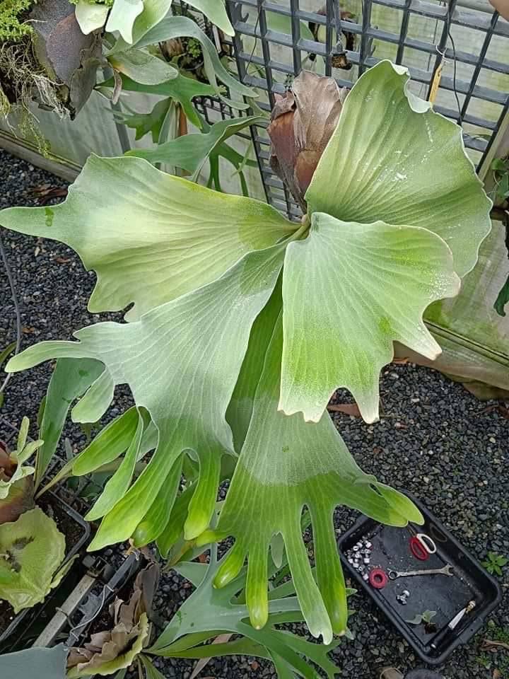 Platycerium Willinckii Dwarf - Etsy