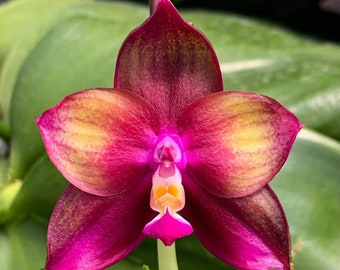 Phalaenopsis Mituo Love 'Rainbow' AM/AOS