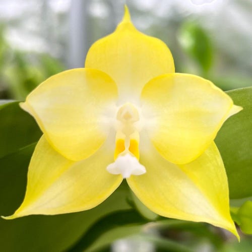P. Ridleyi Dwarf Sliver - Etsy P. Ridleyi Dwarf Sliver - Etsy