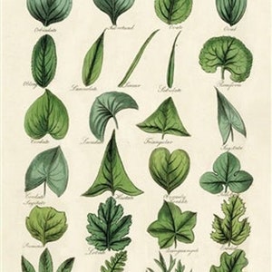 Op de afbeelding: Een vintage botanische illustratie die 18 verschillende bladvormen laat zien. De bladeren zijn getekend in tinten groen op een cr&egrave;mekleurige achtergrond. De namen van elke bladvorm staan onder de afbeelding.