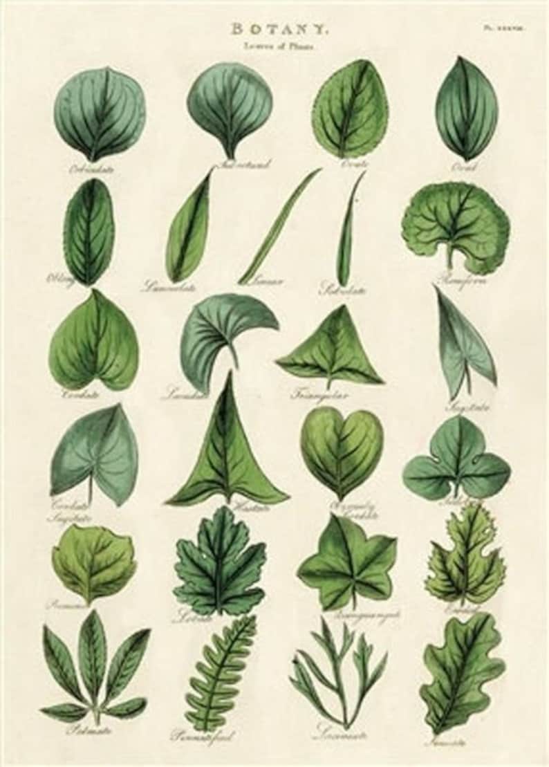 Op de afbeelding: Een vintage botanische illustratie die 18 verschillende bladvormen laat zien. De bladeren zijn getekend in tinten groen op een cr&egrave;mekleurige achtergrond. De namen van elke bladvorm staan onder de afbeelding.