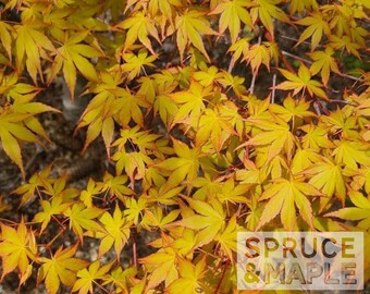 Acer palmatum ‘Katsura’ Japanese Maple