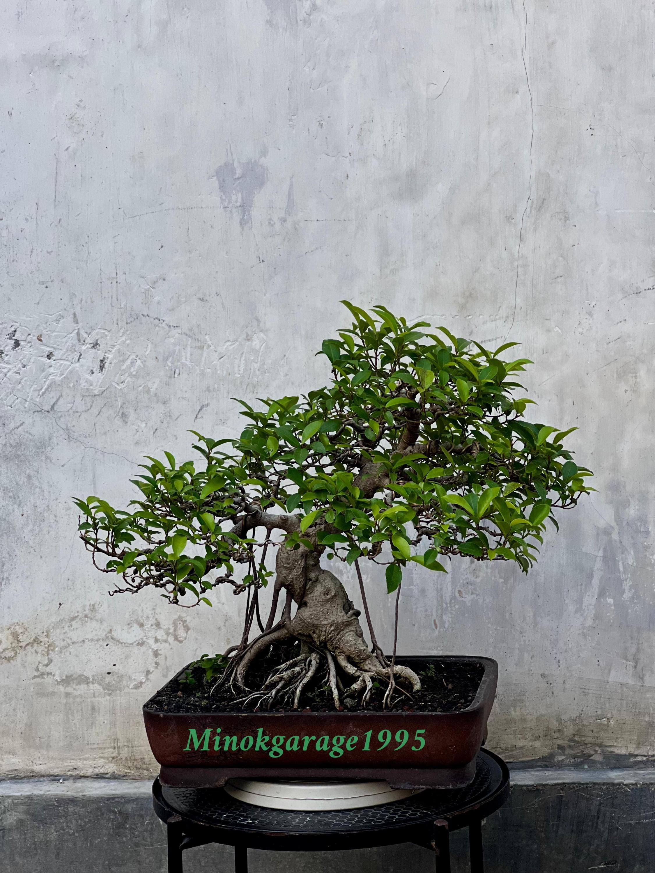 Bonsai Baum Ficus Retusa Klasse Best - Etsy.de