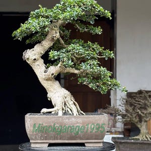 Peut inclure: Un bonsaï mature avec un tronc épais et clair et un feuillage vert vif. L'arbre est planté dans un pot rectangulaire marron avec le texte "Minokgarage1995" en vert. Le bonsaï est exposé sur un piédestal sombre et rond.