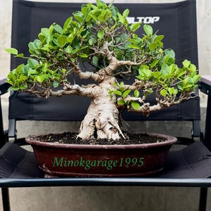 Bonsaiträd Ficus Retusa Klass Original