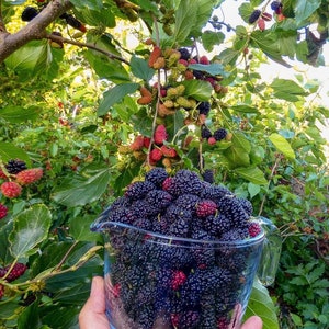 May include: A glass bowl filled with ripe black mulberries. The bowl is sitting on a hand, and the mulberries are surrounded by green leaves.