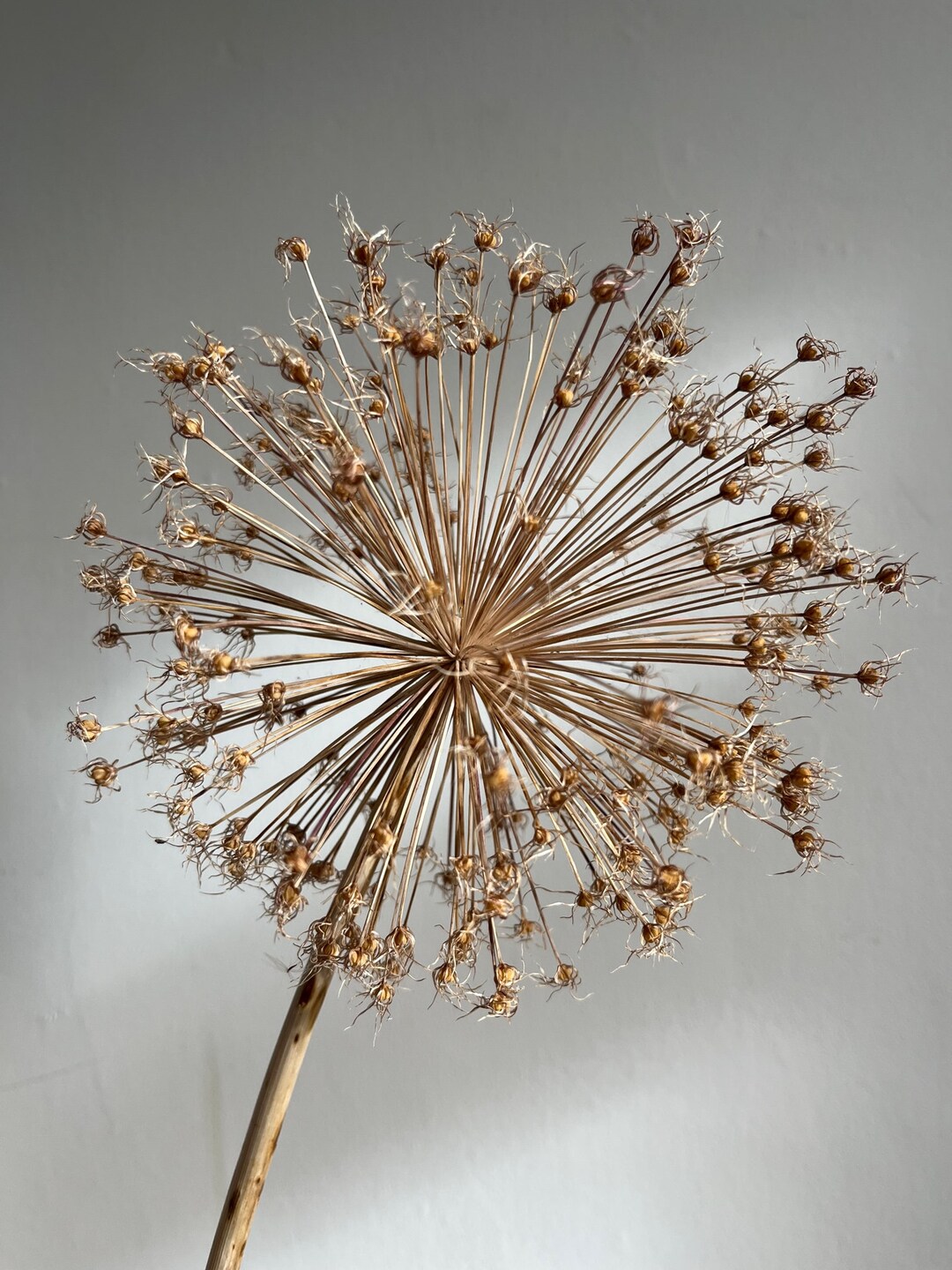 Amazing Dried Allium Seed Heads. Great for Dried Flower Etsy UK