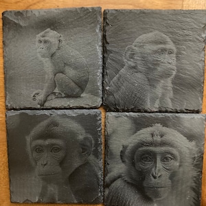 May include: A set of four square slate coasters, each featuring a detailed, etched portrait of a monkey. The coasters have a dark gray, textured surface with rough, uneven edges, showcasing distinct monkey faces in various poses and angles.