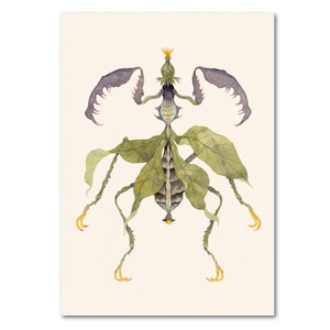 Peut inclure: Peinture à l'aquarelle d'un insecte feuille. L'insecte est principalement vert avec des appendices en forme de feuilles et des structures en forme d'ailes violettes. L'œuvre a un thème naturel et botanique, avec un fond clair.
