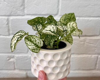 Beige / Off-White Small Plant Pot | Storage Pot | Concrete Pot | Jewellery Pot | Home Decor | Jesmonite | Eco | Gift| Present | UK
