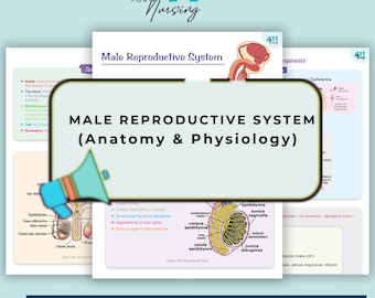 Male Reproductive System Study Guide | Anatomy & Physiology (Digital Download)
