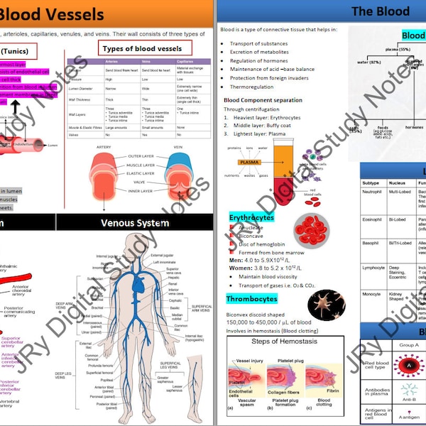 Hematolgy | Blood | Blood Vessels | high level overview |Revision Notes |Study Posters| All Body Systems | Anatomy | Digital Download