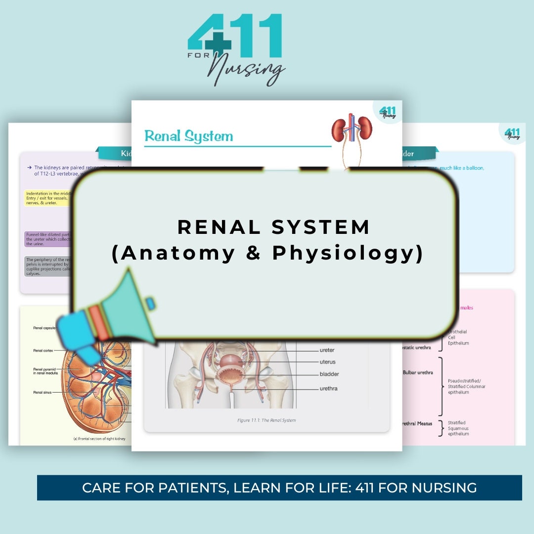 Renal System : Anatomy and Physiology | Nursing School Bundle | - Etsy
