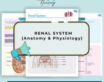 Renal System : Anatomy and Physiology | Nursing School Bundle |