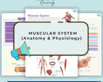 Póster de anatomía del sistema muscular / Guía muscular (Descarga digital)