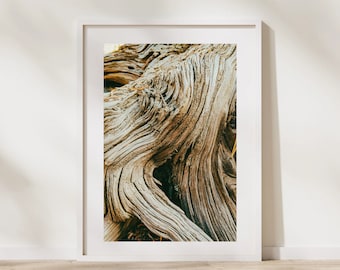 Arte imprimible de raíz de árbol- Caminata por Colorado- Fotografía de viajes- Arte vegetal- Patrones de madera de la naturaleza- Arte de fondo de pantalla de textura- Rustic Country Lodge
