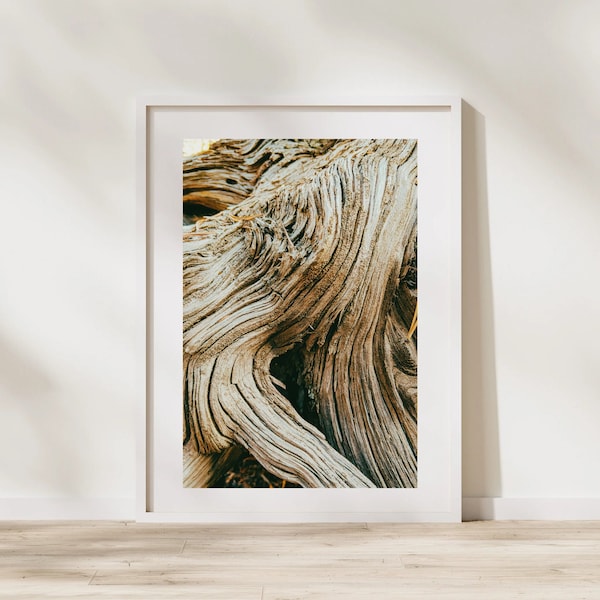 Tree Root Printable Art- Colorado Hike- Travel Photography- Plant Art- Nature wood patterns- Texture Wallpaper art- Rustic Country Lodge