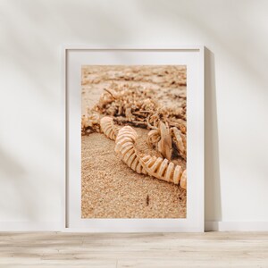 May include: A framed photograph featuring a close-up of a spiral-shaped object resting on sand. The object is a light beige color, and the sand is a warm tan. Dried seaweed and other organic matter are also visible.