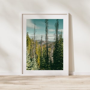 May include: A framed landscape print featuring a forest scene with tall, slender trees and a backdrop of mountains under a blue sky. The print is encased in a white frame, adding a clean, modern aesthetic to the natural imagery.