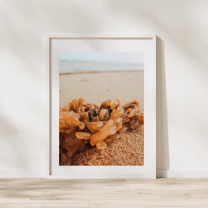 May include: A framed photograph of a beach scene. The foreground features a cluster of orange-brown seaweed on the sand. The background shows the ocean and sky, with a soft, natural color palette.