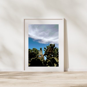 May include: A close-up of a prickly pear cactus plant with green pads and a blue sky with white clouds in the background.