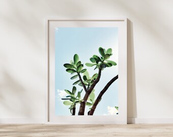 Arte imprimible suculento de jade- Fotografía de plantas- Estética de la naturaleza- Botánico soleado- Habitación para niños- Entrada- Amante del aire libre