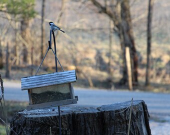 Bird- Photo